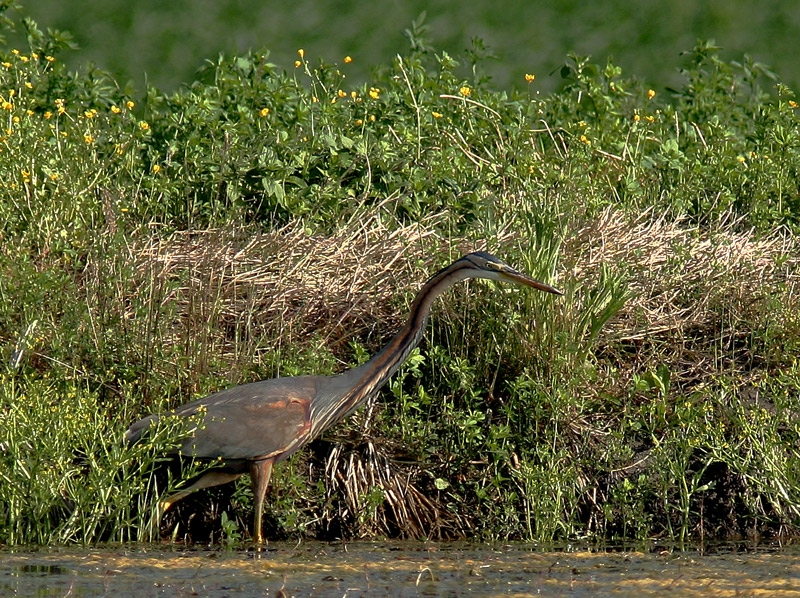 ancora lui (ardea purpurea)