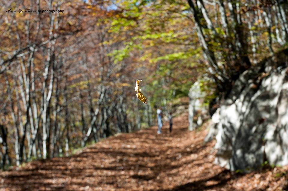 Si sta come, d'autunno, sugli alberi, le foglie.