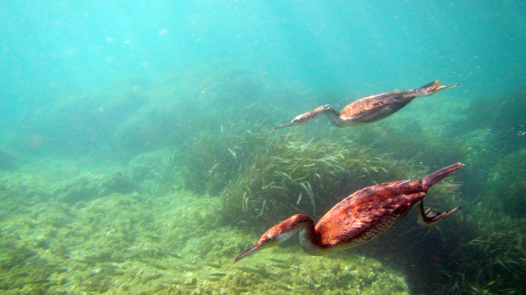 Attenti a quei due!!!