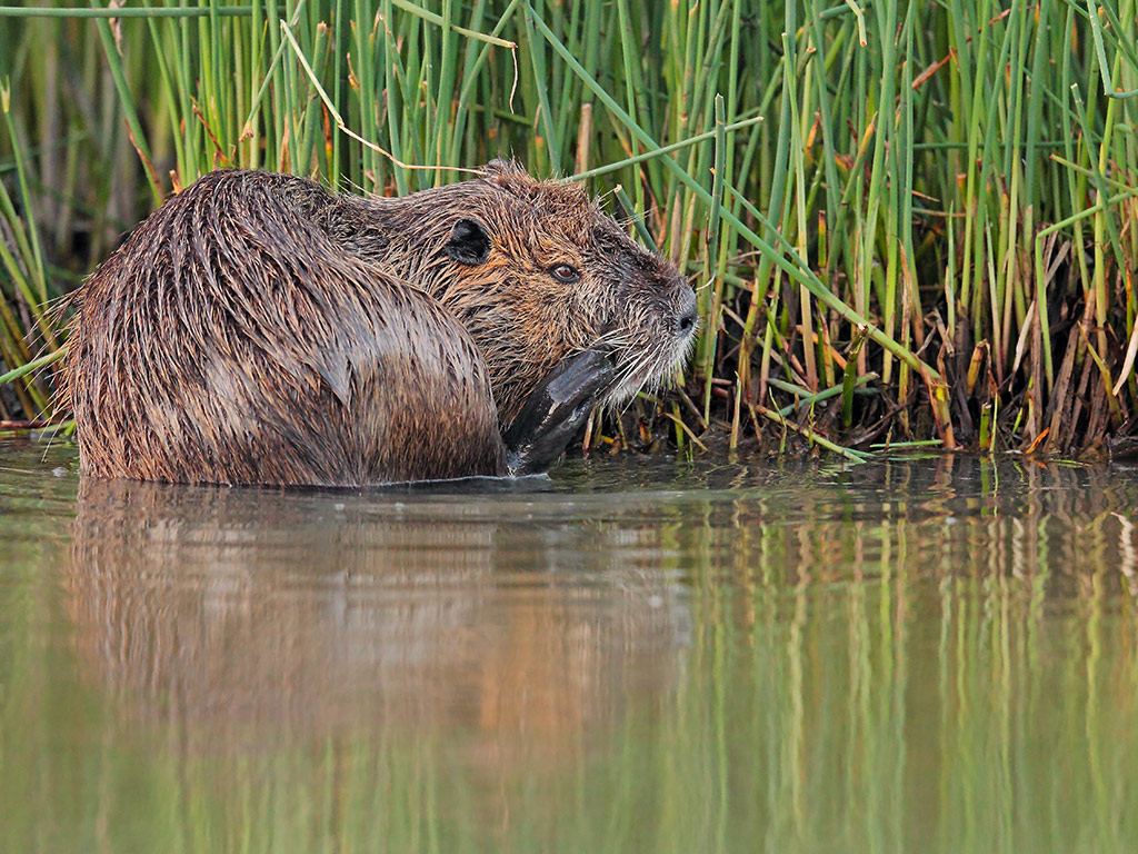 Nutria # 3