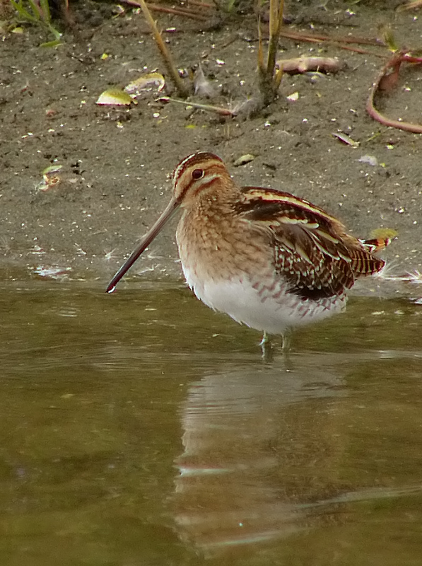 il beccaccino di gigi