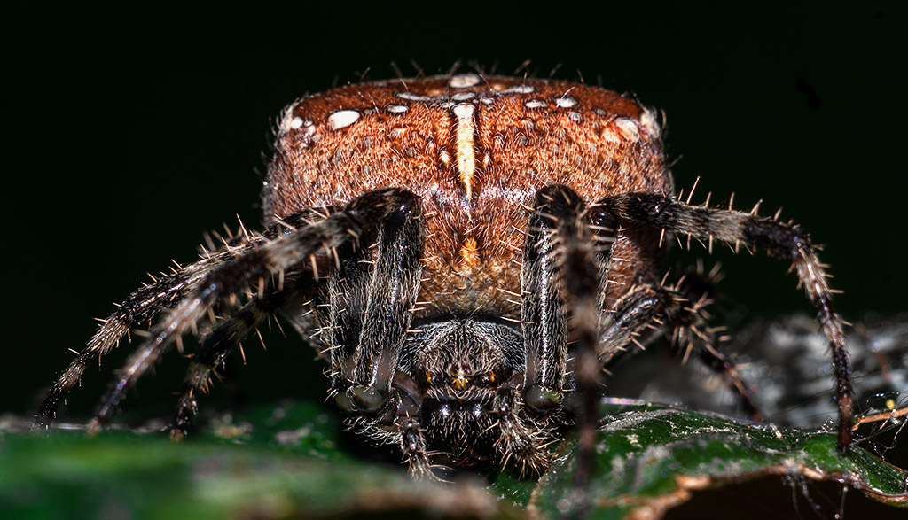 halloween SpiderMonster