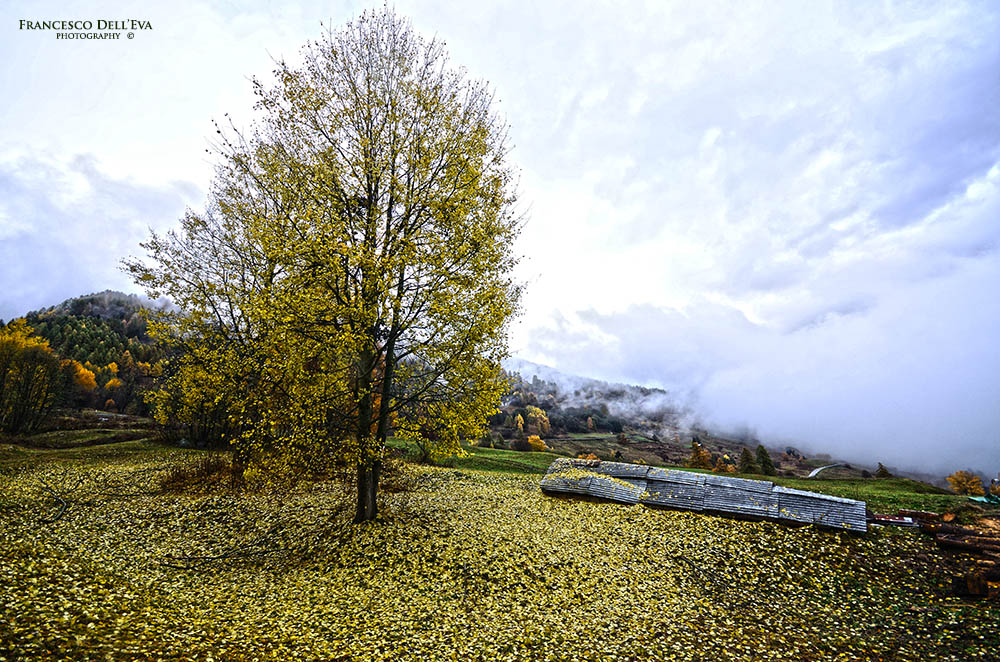 ALBERO SU LETTO DI FOGLIE