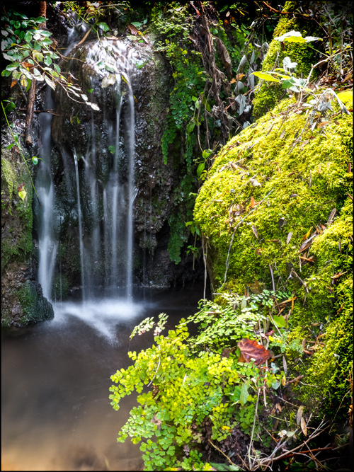 scorcio nel bosco di S.Pietro