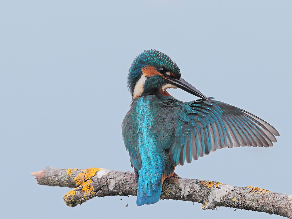 Martin Pescatore # 16