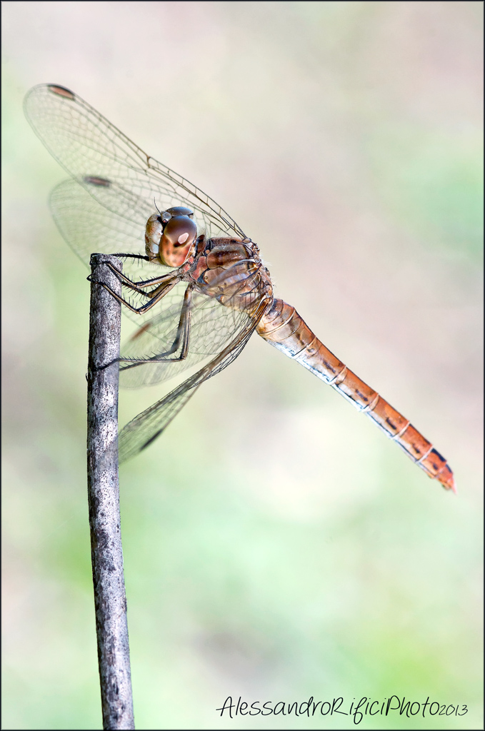 Libellula