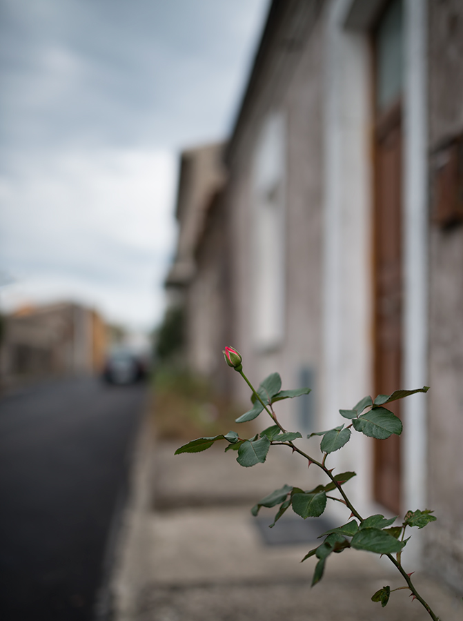 The Rose of the Street*