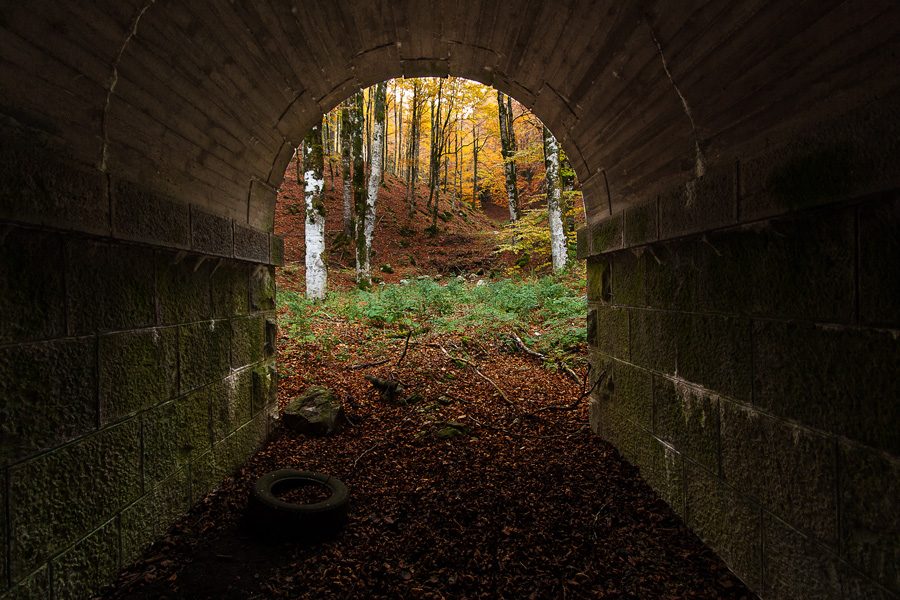 Un pomeriggio nel bosco