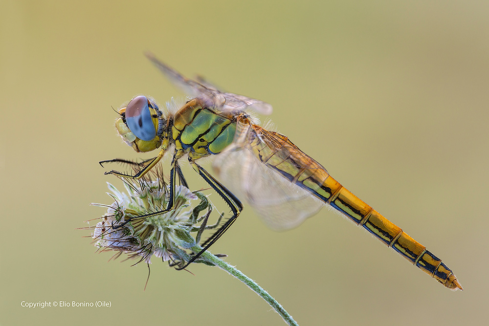 Sympetrum fonscolombii