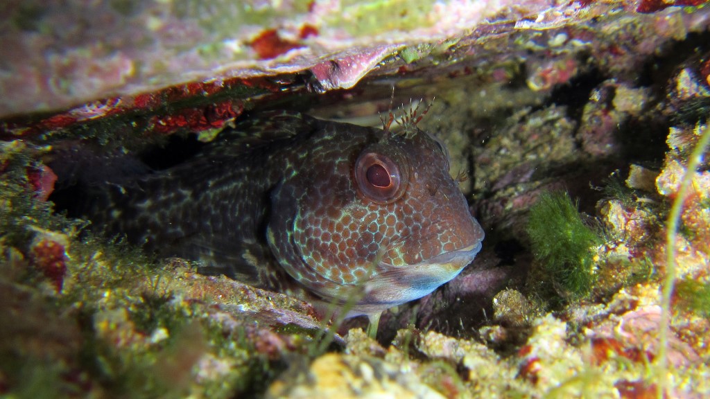 Parablennius gattorugine