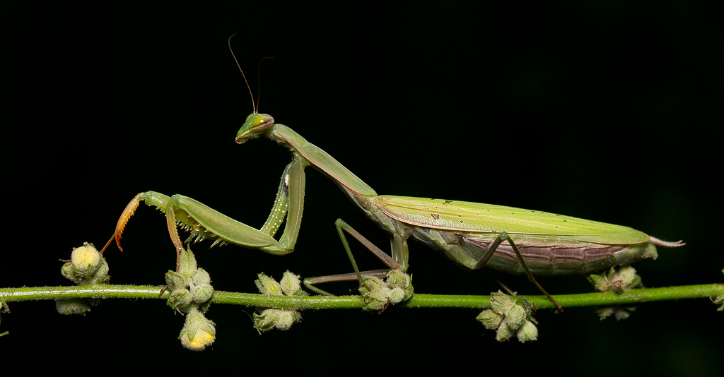 Mantis religiosa II