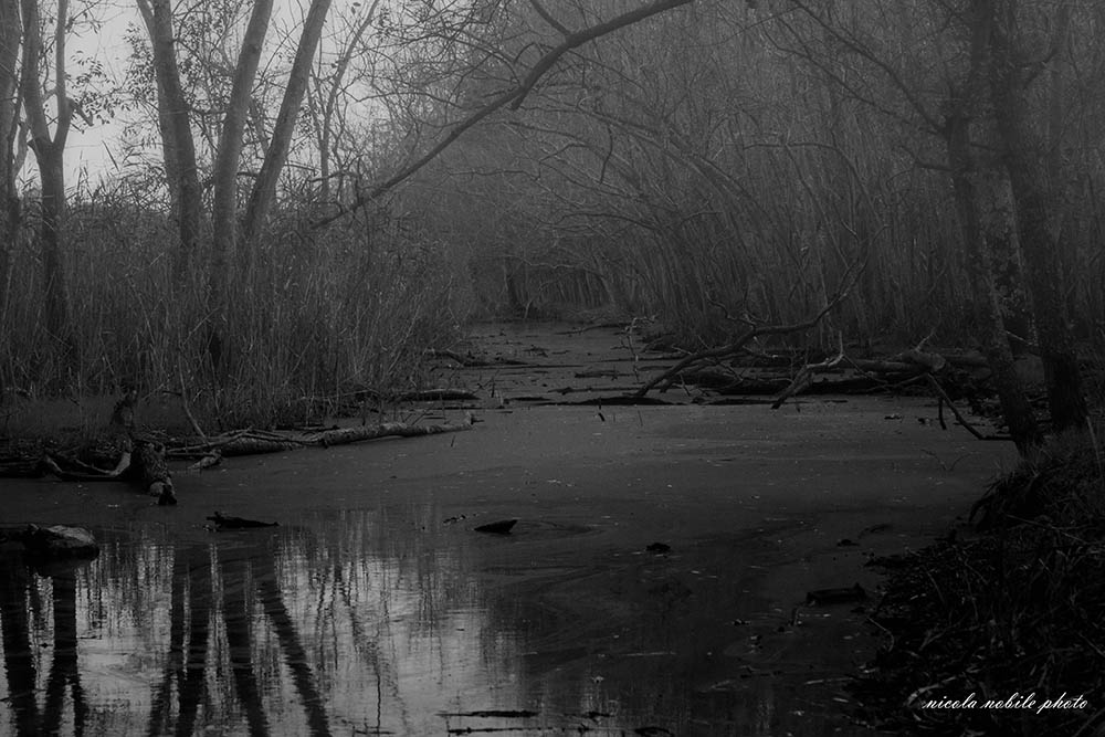 palude nel bosco