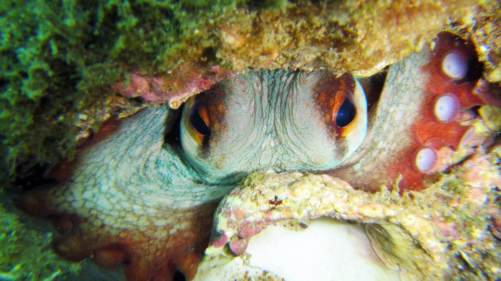 Prego...non disturbare...