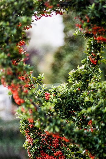 Pyracantha