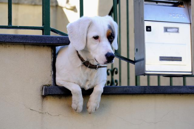 Il migliore amico del ...... postino