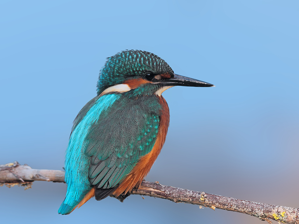 Martin Pescatore # 18