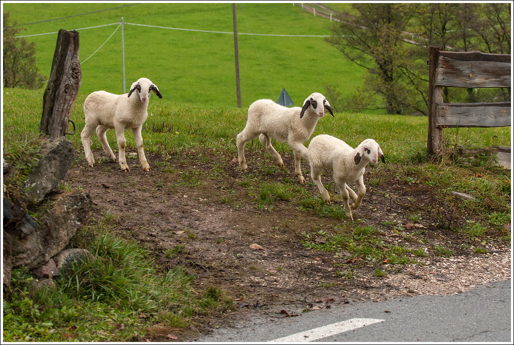 Fuga verso la libert�.