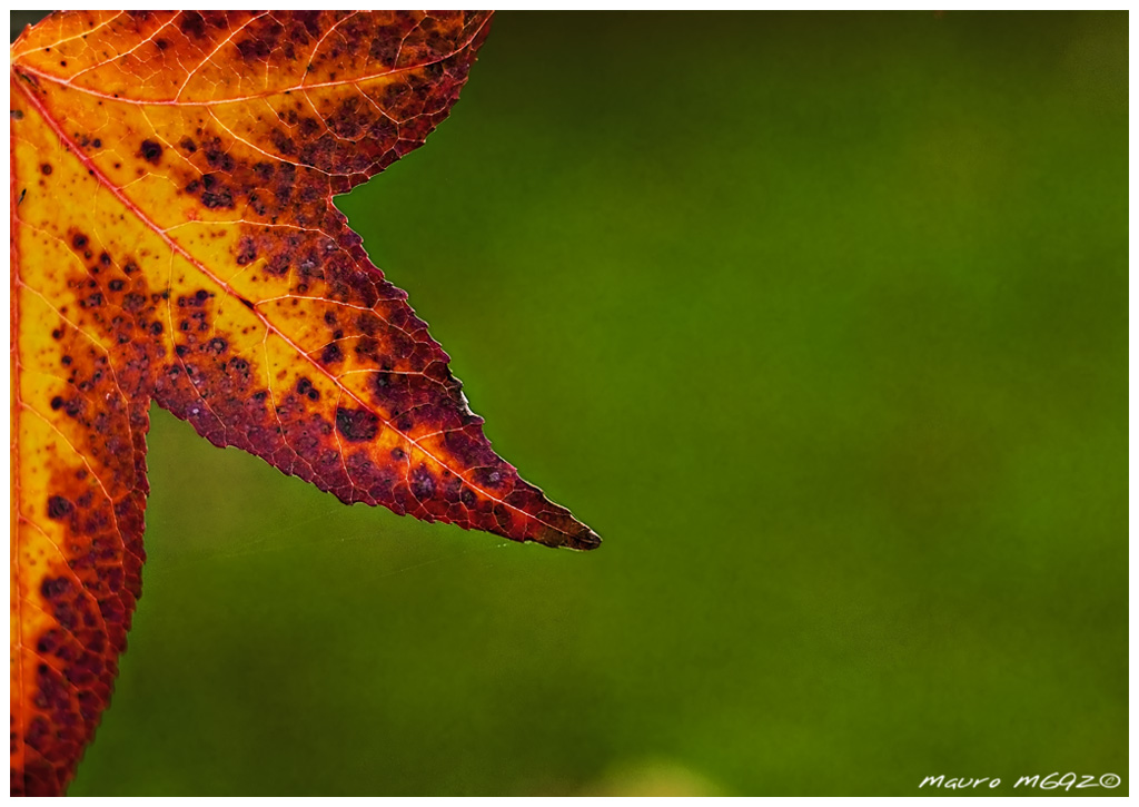 Tanto per dire la mia sull'autunno