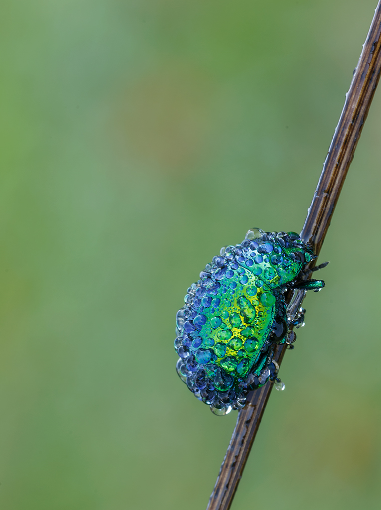 -Chrysolina herbacea...