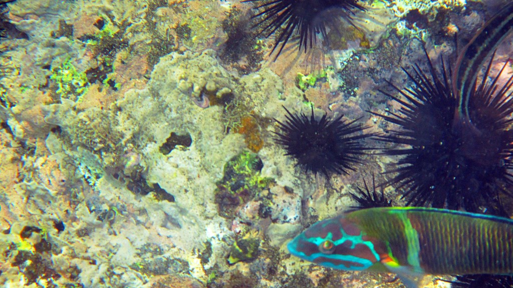 Astrattismo o realismo?