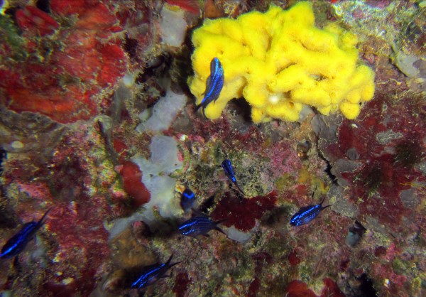 M'illumino di giallo