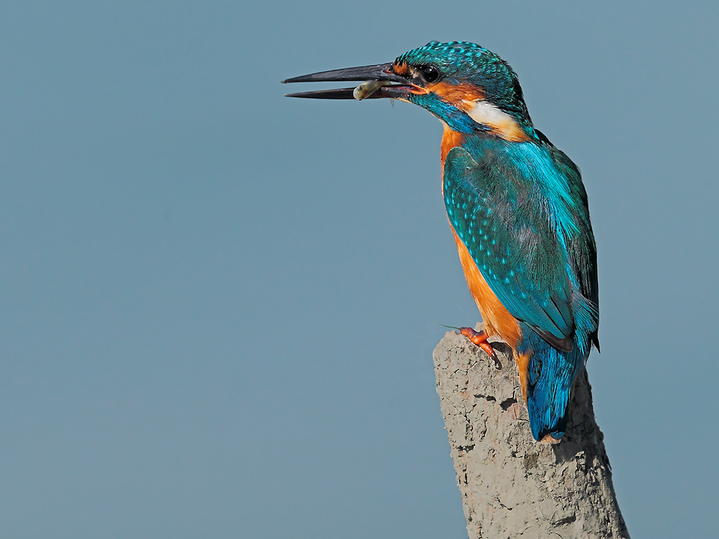 Martin Pescatore # 19