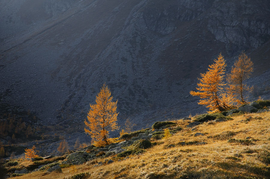 Larches