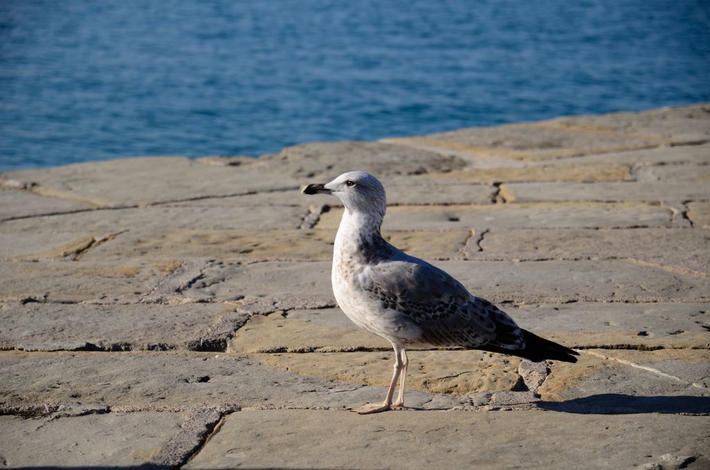 Seagull