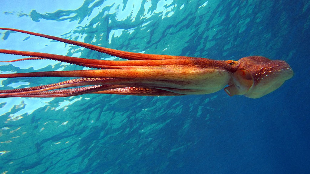 Nel blu dipinto di blu