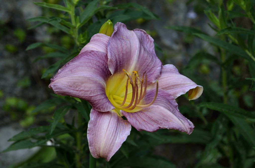 Hemerocallis