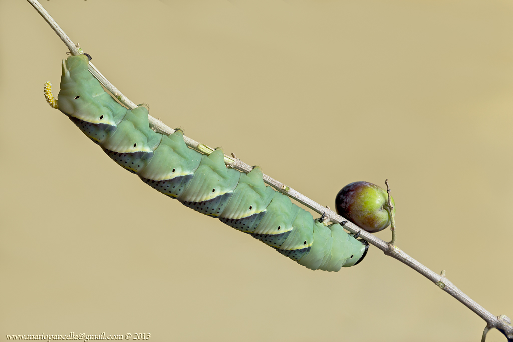 Sfinge testa di morte II