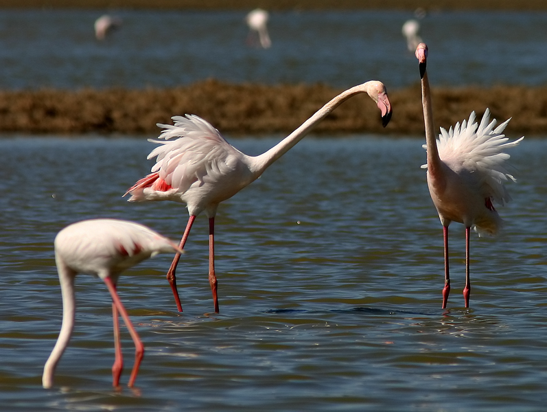 fenicotteri andalusi (foto 11)