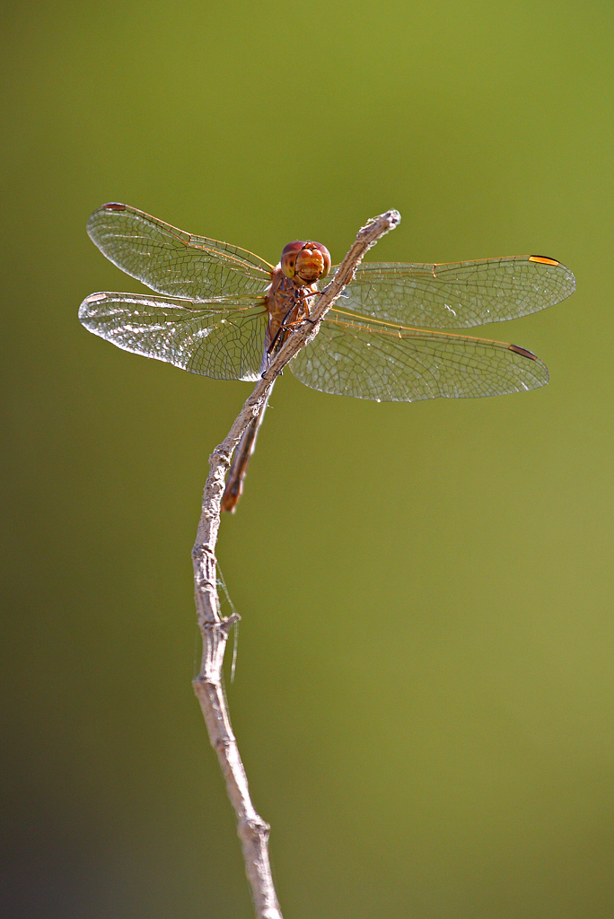Libellula