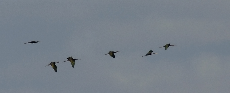 ibis mignattai in volo