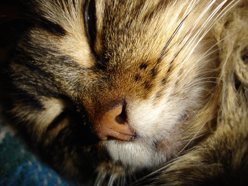 Vieni mio bel gatto.... (Baudelaire)