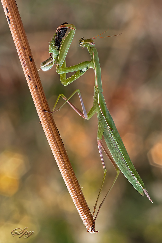 Sorry, the husband is mine !!