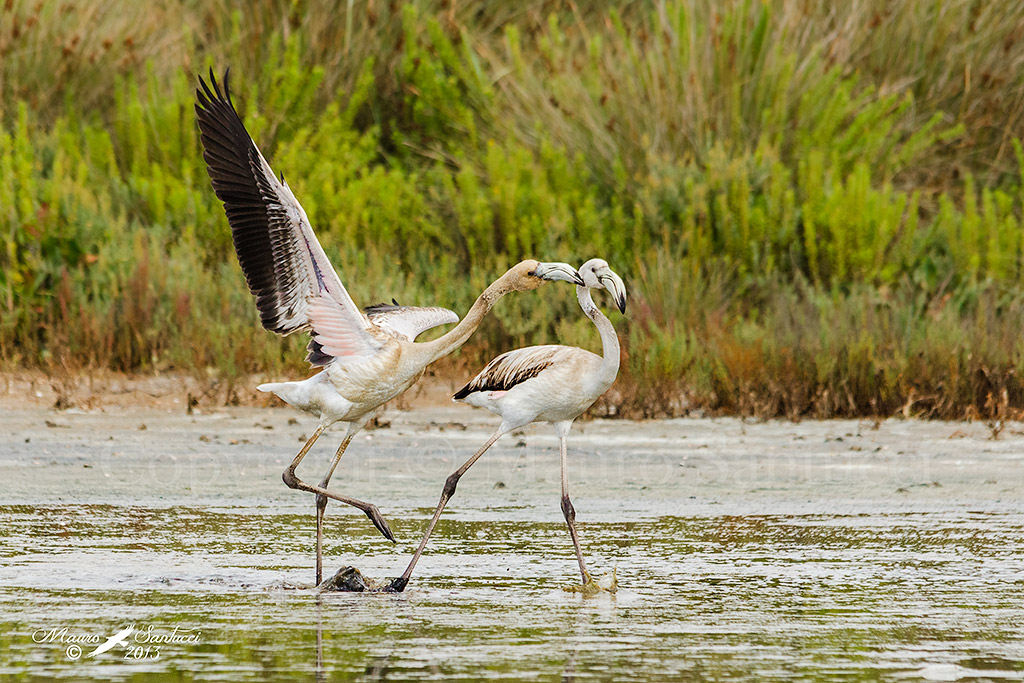 Dai, non scappare...dammi un bacio