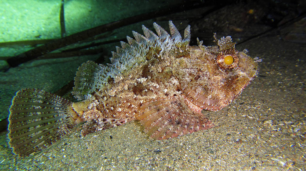 Scorpaena porcus