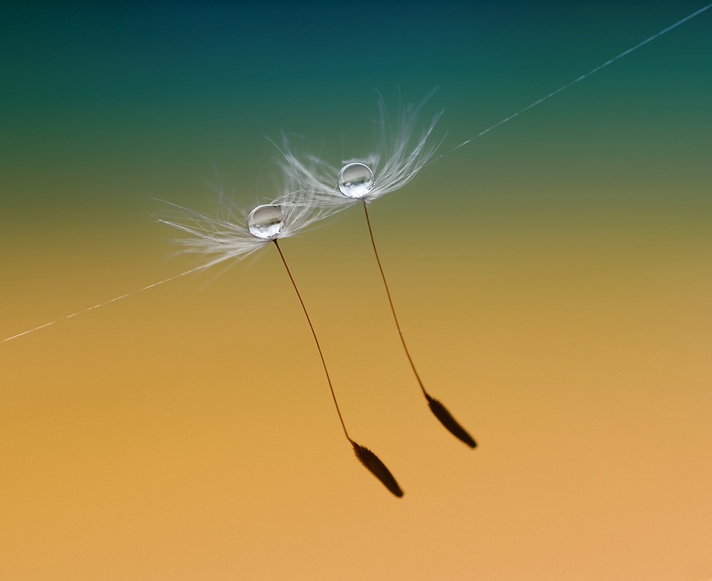 Ballerine del vento...