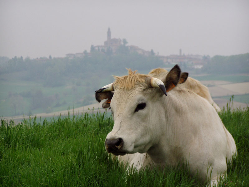 Toro delle Langhe