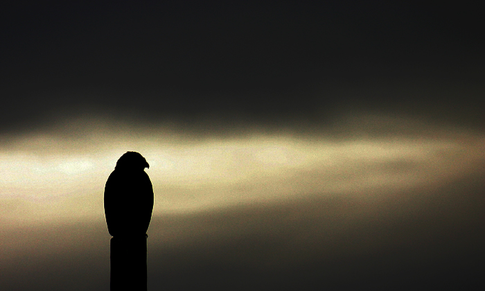 joe falchetto's silhouette