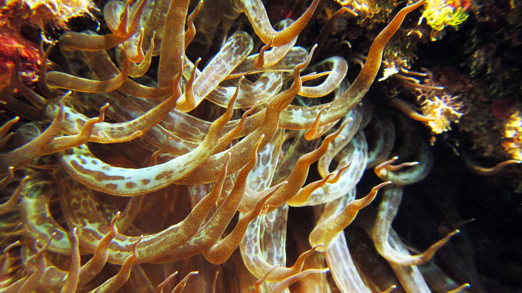 I capelli del diavolo