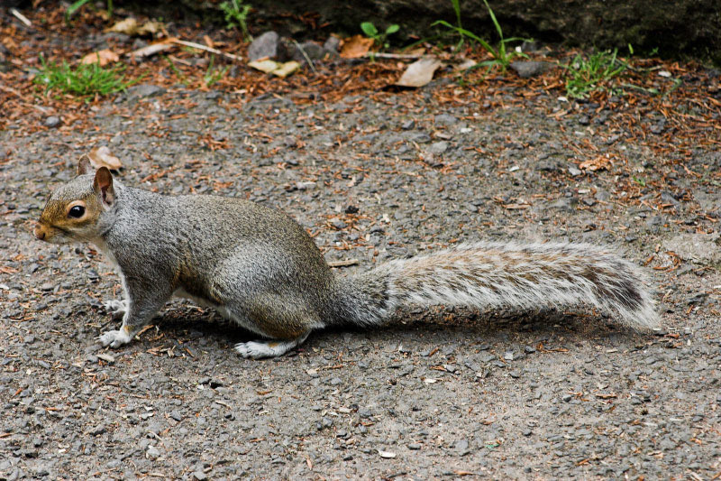 grey sqiurel