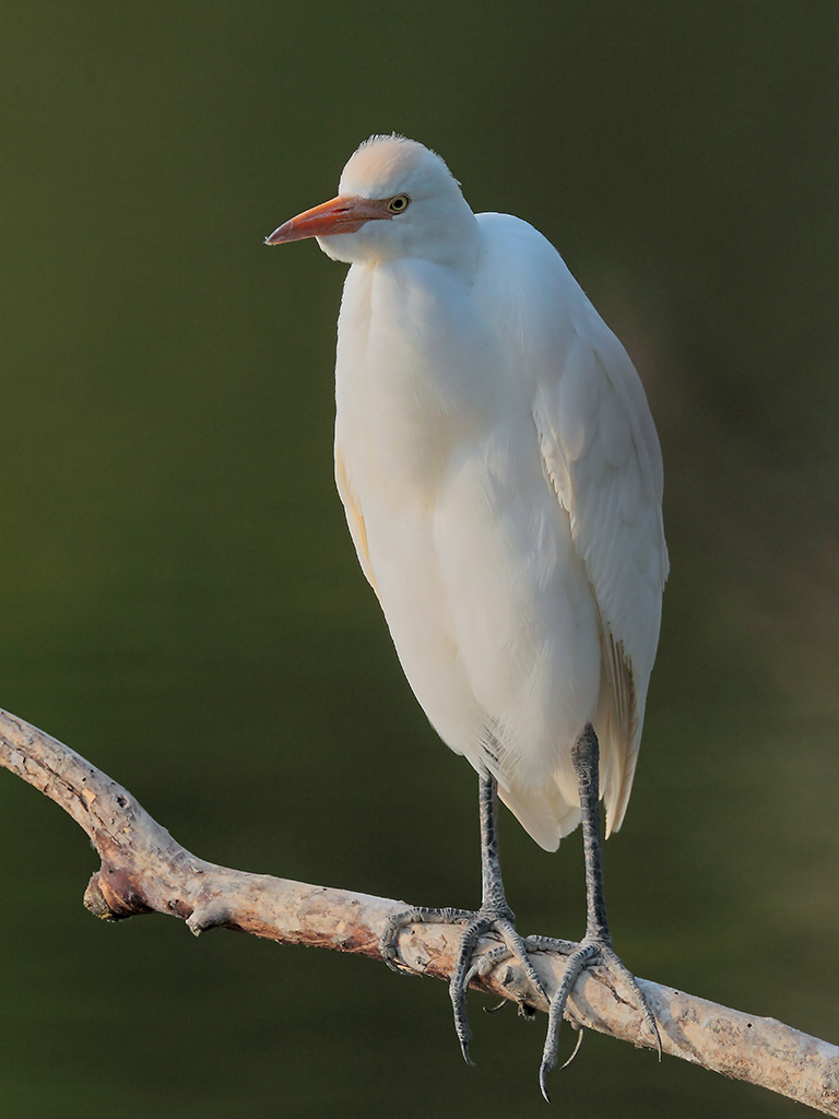 Airone Guardabuoi # 7