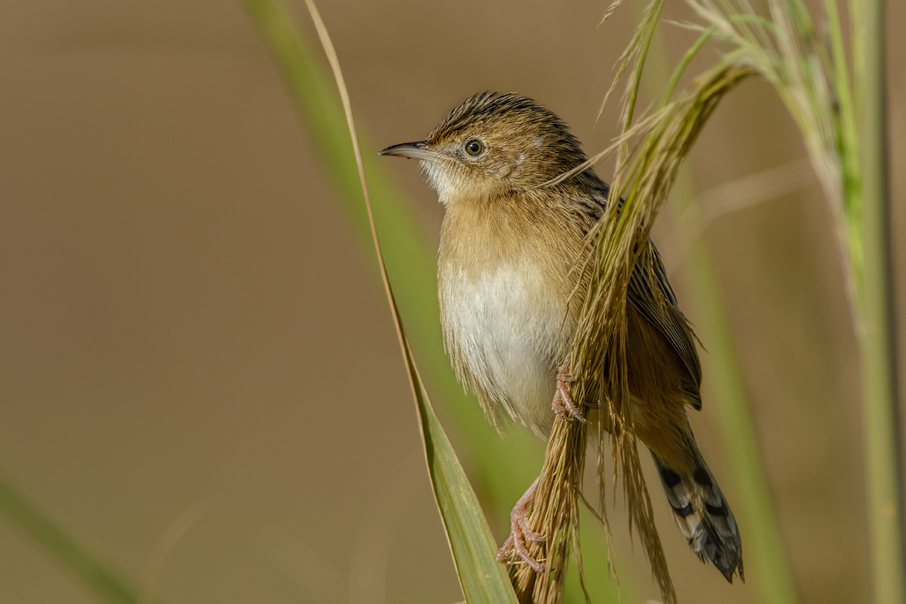 Beccamoschino (Cisticola juncidis)