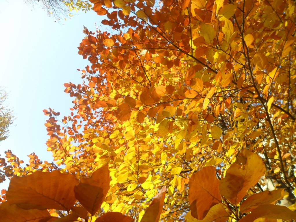 Ecco l'autunno che passa