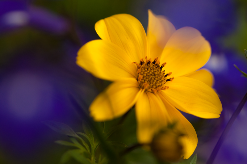 immersa nel blu profondo