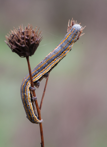 chi conosce il suo nome?