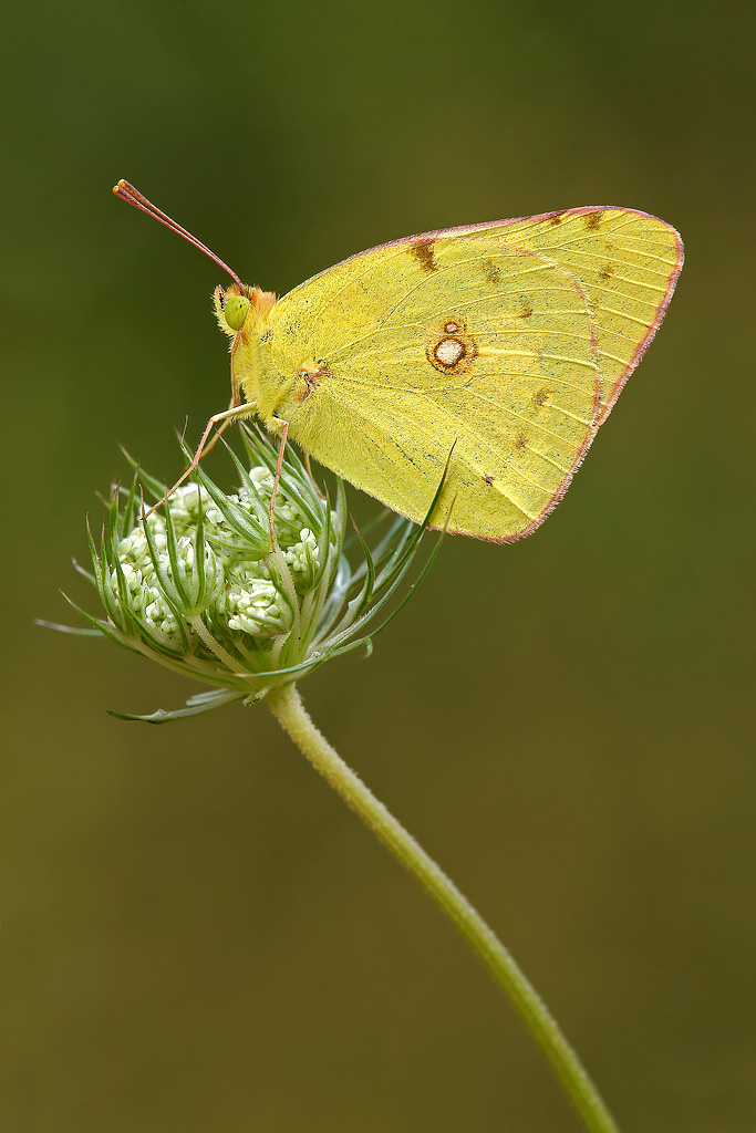 Colias