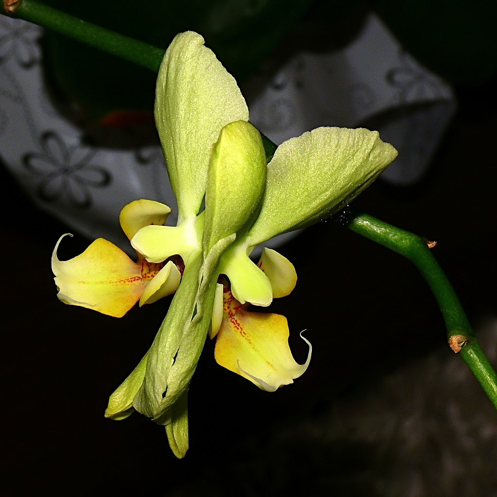 *** Giano's Orchy ***